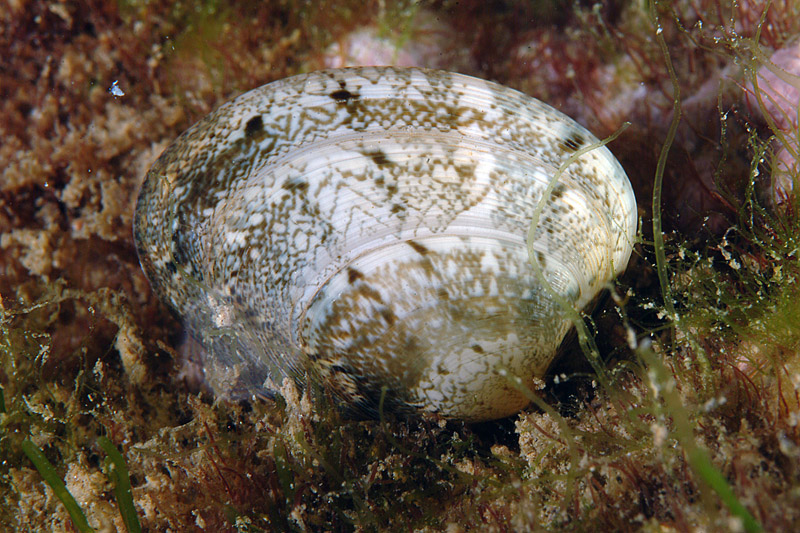 Venerupis aurea